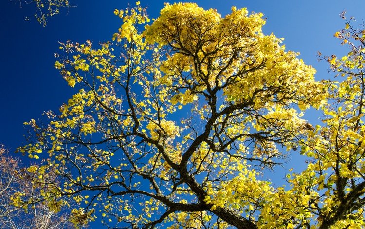 небо, дерево, листья, ветки, осень, the sky, tree, leaves, branches, autumn