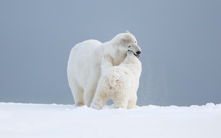 небо, медвежонок, снег, арктика, природа, медведица, любовь, игра, медведи, белый медведь, детеныш, the sky, bear, snow, arctic, nature, love, the game, bears, polar bear, cub