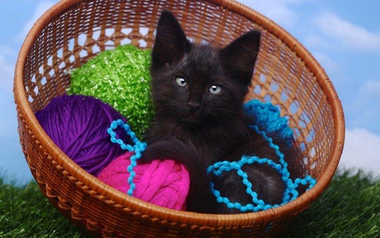 небо, клубки, трава, нитки, кот, пряжа, кошка, котенок, маленький, клубок, голубые глаза, корзинка, basket, the sky, balls, grass, thread, cat, yarn, kitty, small, tangle, blue eyes