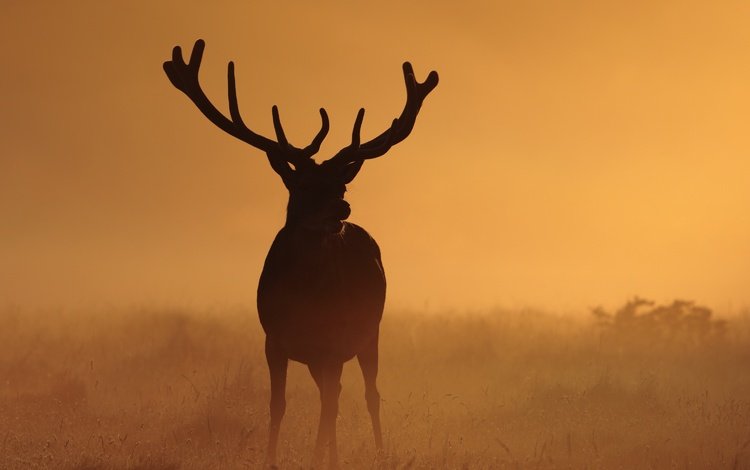 ночь, природа, олень, туман, рога, night, nature, deer, fog, horns