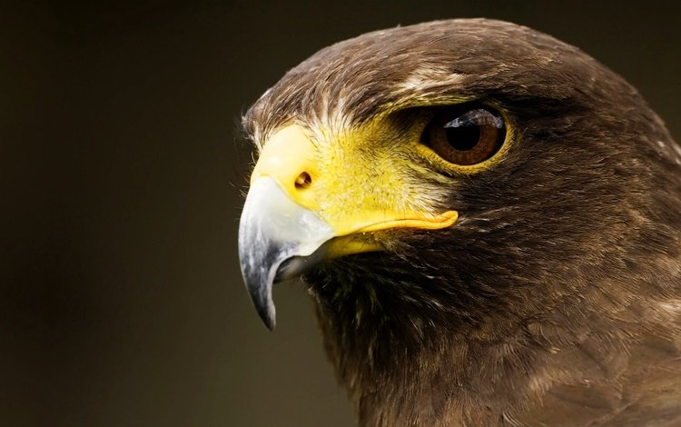 фон, орел, птица, клюв, перья, background, eagle, bird, beak, feathers