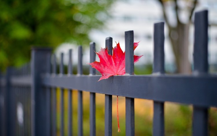 осень, забор, лист, кленовый лист, autumn, the fence, sheet, maple leaf