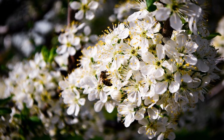цветение, насекомое, пейзаж, весна, пчела, flowering, insect, landscape, spring, bee