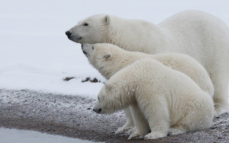 полярный медведь, медведи, белый медведь, арктика, детеныши, медвежата, polar bear, bears, arctic, cubs