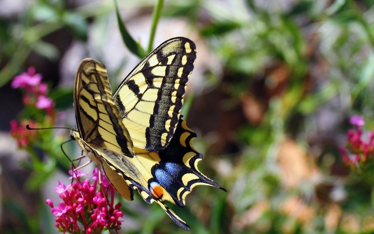 цветы, природа, насекомое, бабочка, крылья, махаон, flowers, nature, insect, butterfly, wings, swallowtail