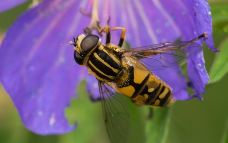 природа, насекомое, цветок, пчела, шершень, трутень, nature, insect, flower, bee, hornet, drone