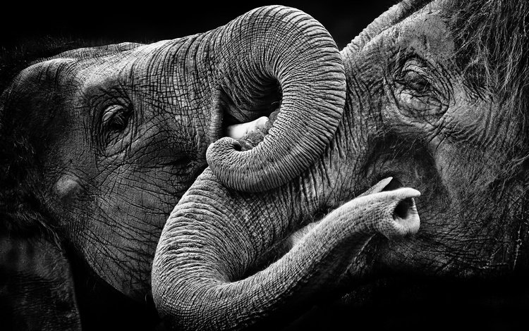 природа, фон, чёрно-белое, слоны, nature, background, black and white, elephants