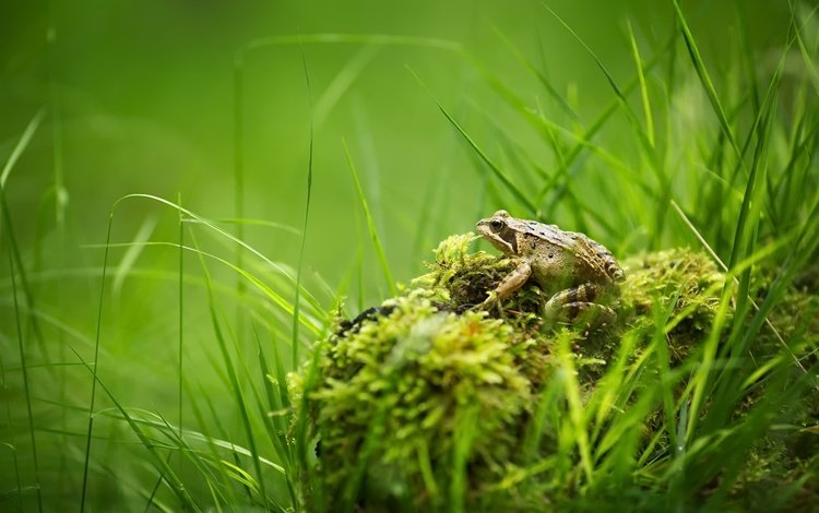 трава, природа, лето, лягушка, мох, grass, nature, summer, frog, moss
