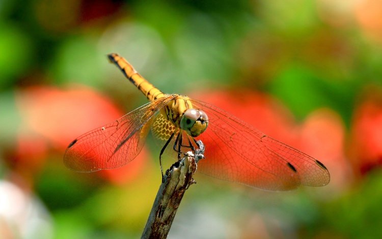 природа, насекомое, крылья, размытость, стрекоза, nature, insect, wings, blur, dragonfly