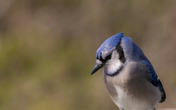 природа, птица, клюв, перья, сойка, голубая сойка, nature, bird, beak, feathers, jay, blue jay