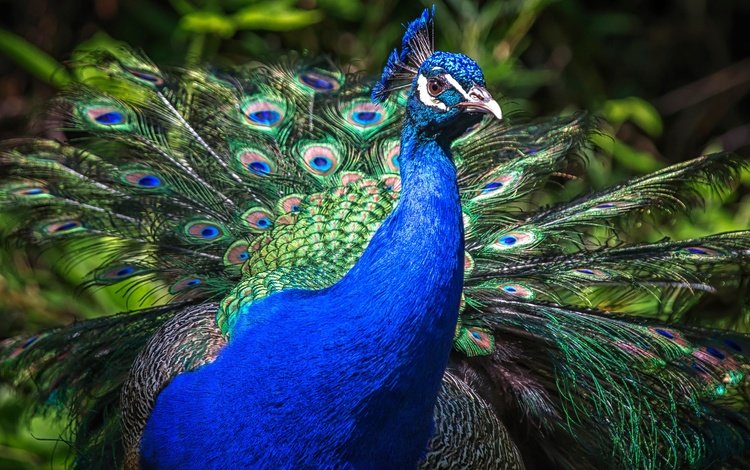 природа, птица, клюв, павлин, перья, хвост, оперение, nature, bird, beak, peacock, feathers, tail
