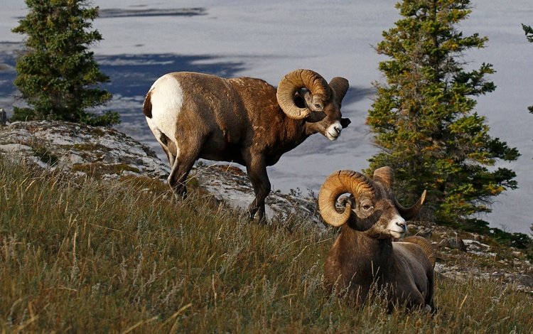 природа, рога, канада, бараны, толсторог, nature, horns, canada, sheep, bighorn sheep
