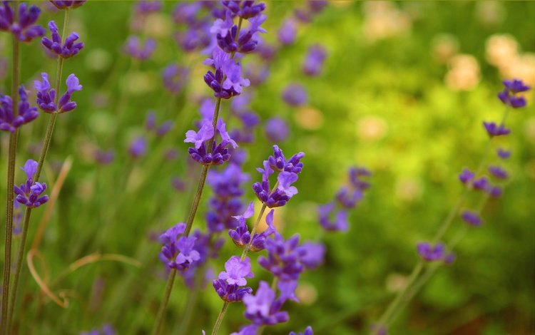 цветы, природа, лаванда, весна, фиолетовые цветы, flowers, nature, lavender, spring, purple flowers