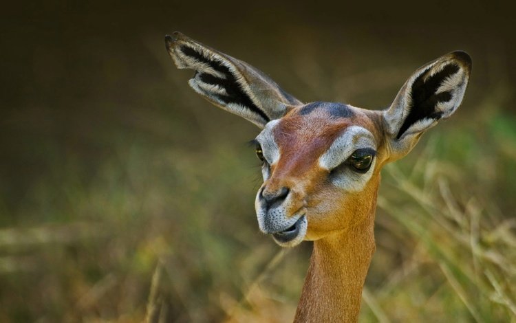 природа, антилопа, геренук, жирафовая газель, nature, antelope, gerenuk, giraffidae gazelle