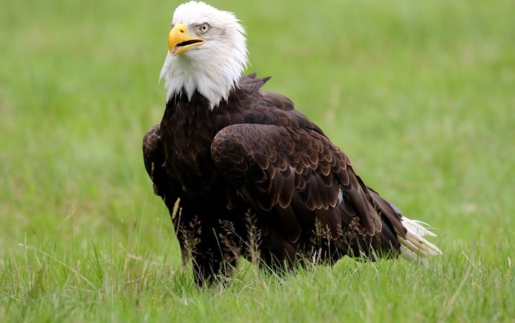 трава, птица, клюв, белоголовый орлан, grass, bird, beak, bald eagle