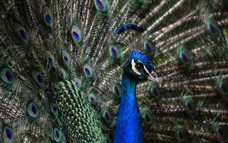 птица, клюв, павлин, перья, хвост, шея, оперение, bird, beak, peacock, feathers, tail, neck