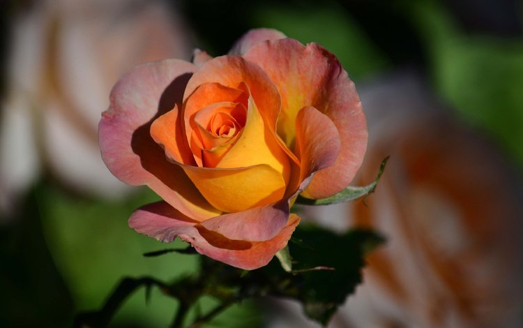 цветок, роза, лепестки, бутон, боке, flower, rose, petals, bud, bokeh
