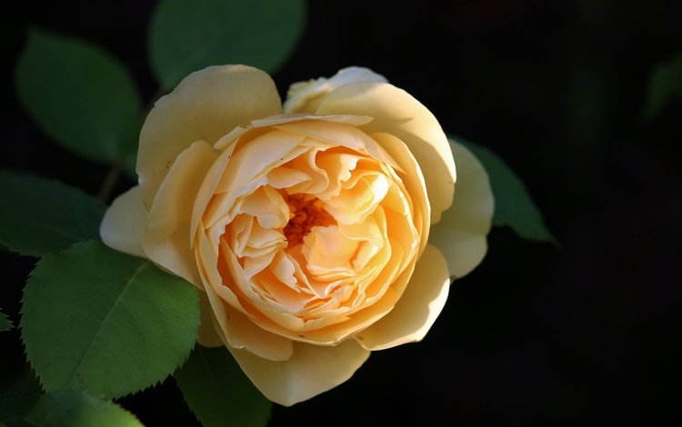 роза, желтая роза, rose, yellow rose