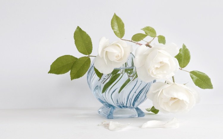 цветы, розы, лепестки, букет, белый фон, белые, ваза, flowers, roses, petals, bouquet, white background, white, vase
