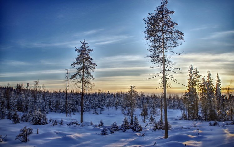 небо, деревья, снег, лес, зима, финляндия, the sky, trees, snow, forest, winter, finland