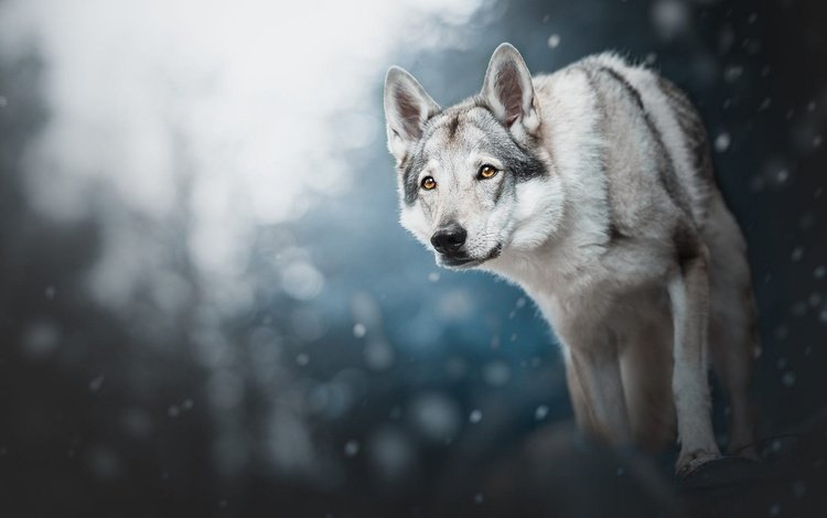 снег, волчья собака, лес, зима, фон, взгляд, собака, снегопад, волчья собака сарлоса, snow, wolf dog, forest, winter, background, look, dog, snowfall, wolf dog is a sarloos passed away