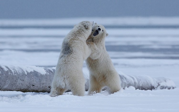 снег, арктика, природа, медвежата, берег, полярный медведь, борьба, игра, медведи, белый медведь, драка, snow, arctic, nature, shore, polar bear, fight, the game, bears