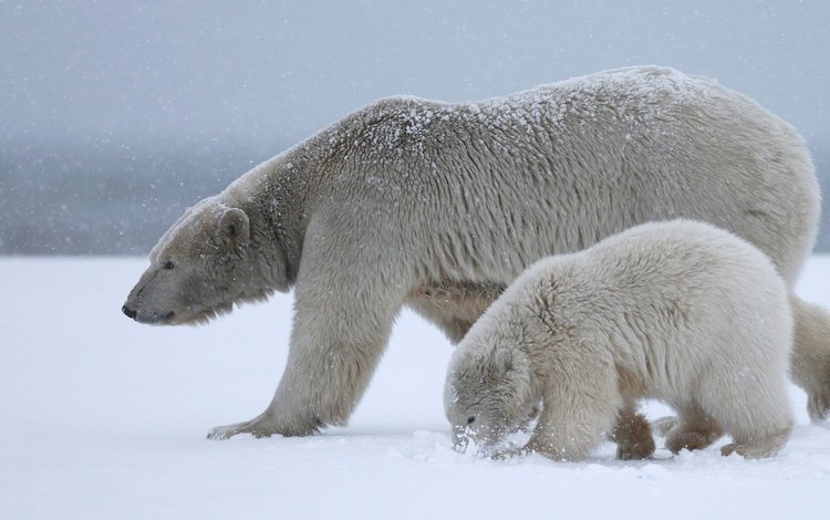 снег, природа, полярный медведь, медведи, белый медведь, детеныш, медвежонок, арктика, медведица, snow, nature, polar bear, bears, cub, bear, arctic