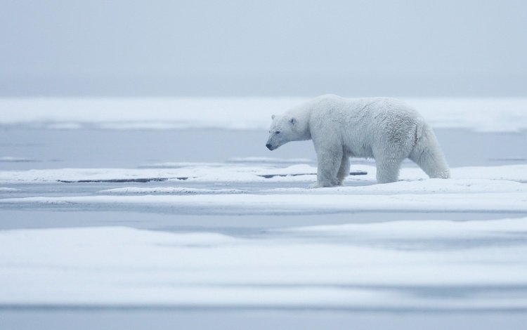 снег, природа, туман, полярный медведь, медведь, лёд, белый медведь, арктика, snow, nature, fog, polar bear, bear, ice, arctic