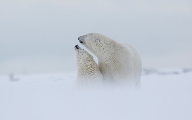 снег, медведица, природа, туман, полярный медведь, медведи, детеныш, медвежонок, арктика, snow, nature, fog, polar bear, bears, cub, bear, arctic