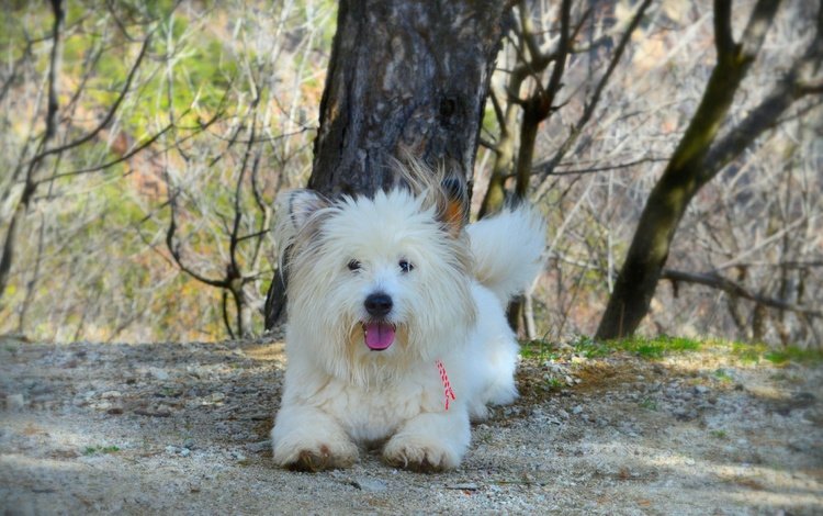 собачка, вест-хайленд-уайт-терьер, dog, the west highland white terrier
