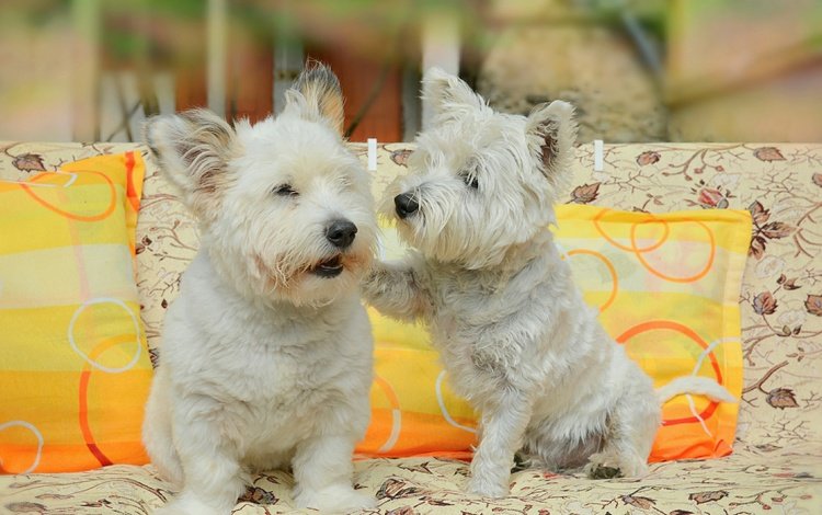 подушки, диван, друзья, собаки, вест-хайленд-уайт-терьер, pillow, sofa, friends, dogs, the west highland white terrier