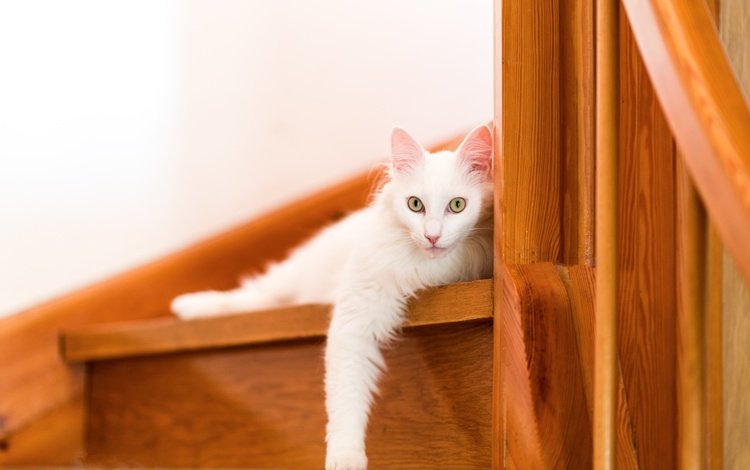 ступеньки, кошка, взгляд, steps, cat, look