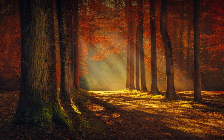 свет, деревья, пейзаж, осень, красота, light, trees, landscape, autumn, beauty