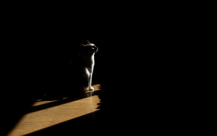 свет, кот, кошка, тень, дом, light, cat, shadow, house