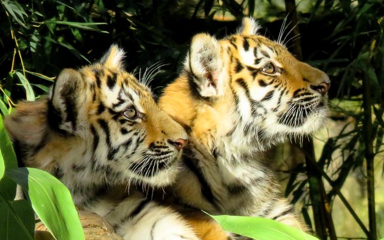 мордочка, хищник, дикая кошка, тигрята, тигры, muzzle, predator, wild cat, the cubs, tigers