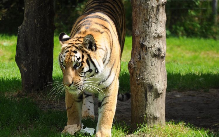 тигр, трава, деревья, хищник, дикая кошка, tiger, grass, trees, predator, wild cat