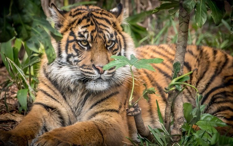 тигр, большая кошка, детеныш, суматранский тигр, tiger, big cat, cub, sumatran tiger