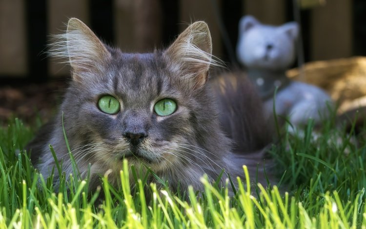 трава, кот, мордочка, усы, кошка, взгляд, grass, cat, muzzle, mustache, look
