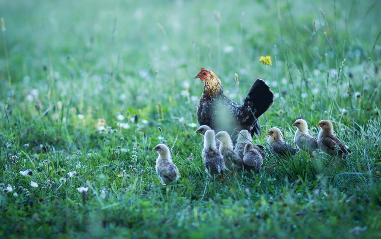 трава, лето, поляна, птицы, птенцы, курица, цыплята, семейство, grass, summer, glade, birds, chicks, chicken, chickens, family