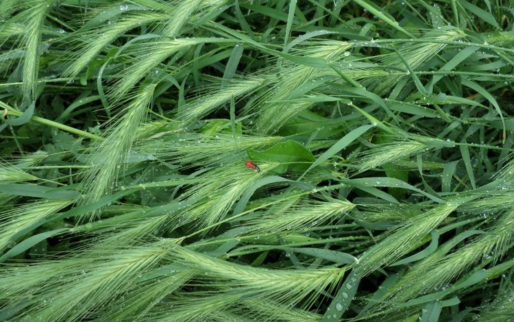 трава, насекомое, капли, лето, дождь, колоски, grass, insect, drops, summer, rain, spikelets