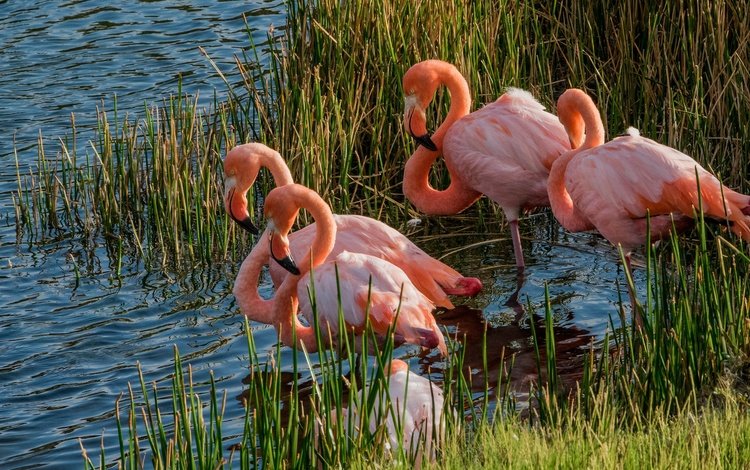 трава, озеро, фламинго, водоем, птицы, заросли, розовый фламинго, grass, lake, flamingo, pond, birds, thickets, pink flamingos