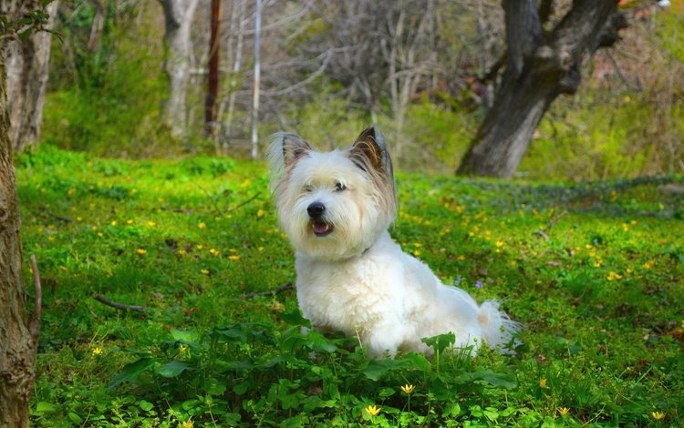 трава, собачка, вест-хайленд-уайт-терьер, grass, dog, the west highland white terrier