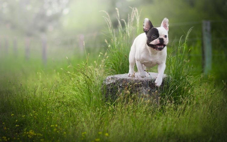трава, собака, камень, французский бульдог, grass, dog, stone, french bulldog