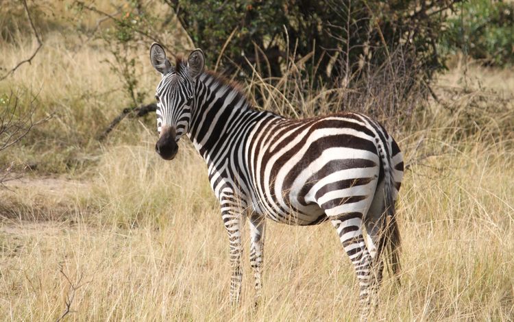 трава, зебра, африка, животное, полосатая, серенгети, сафари, grass, zebra, africa, animal, striped, serengeti, safari