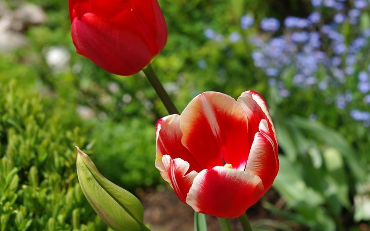 цветы, весна, тюльпаны, красные тюльпаны, flowers, spring, tulips, red tulips