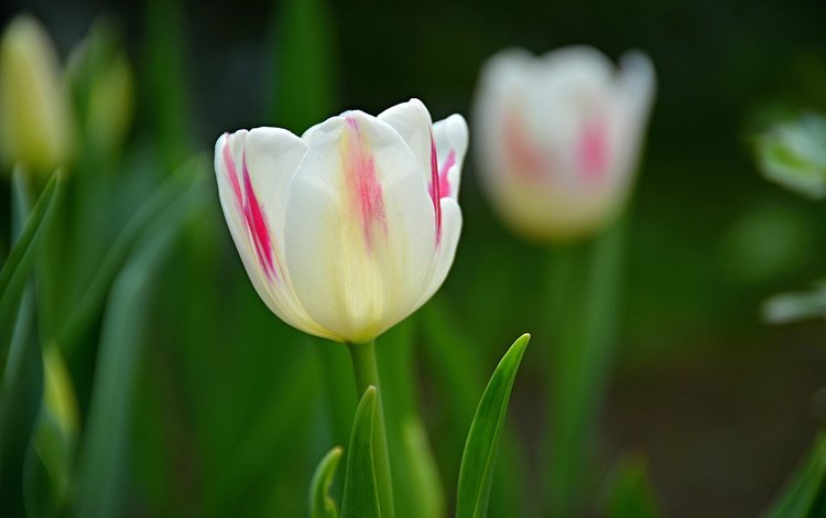 весна, тюльпаны, spring, tulips