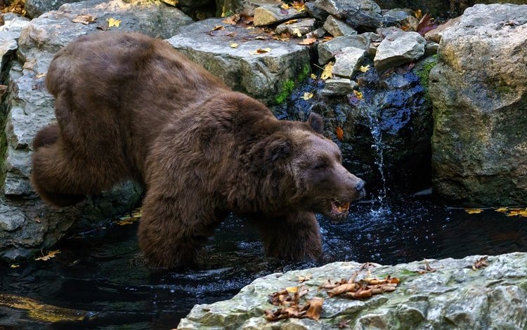 вода, камни, листья, ручей, осень, медведь, бурый медведь, water, stones, leaves, stream, autumn, bear, brown bear