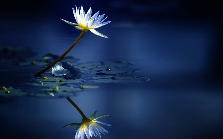 вода, отражение, цветок, лилия, кувшинка, нимфея, водяная лилия, water, reflection, flower, lily, nymphaeum, water lily