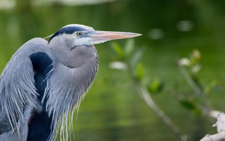 вода, птица, клюв, цапля, голубая цапля, water, bird, beak, heron, blue heron
