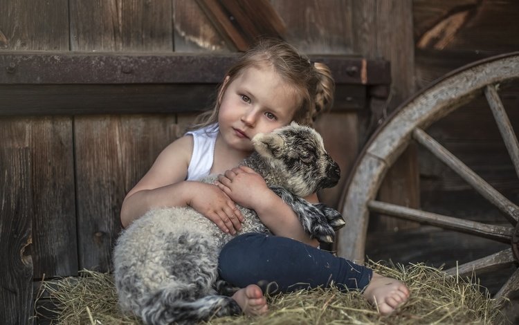 сено, взгляд, дети, девочка, нежность, овечка, овца, hay, look, children, girl, tenderness, sheep
